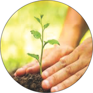 Planting 10,000+ Trees Every Year: